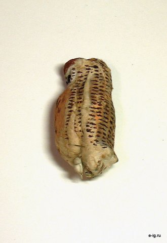 Сова