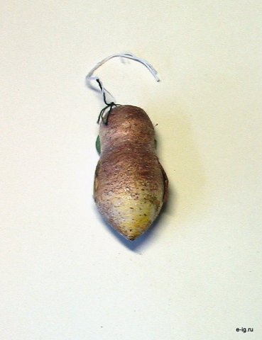 Сова