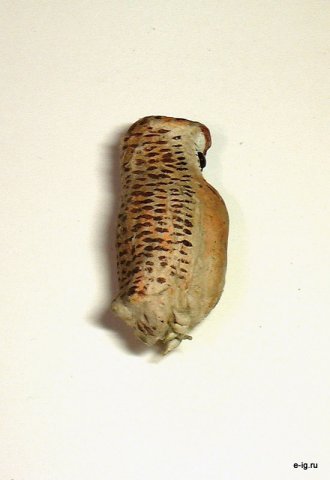 Сова