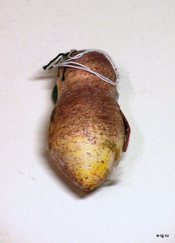 Сова