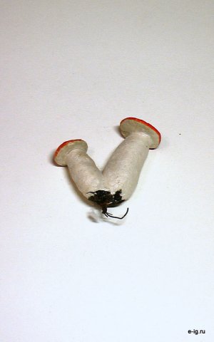 Грибы