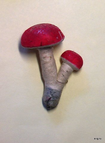 Грибы